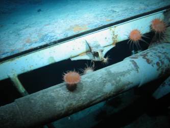 5.9-inch gun concealed on port side below forecastle